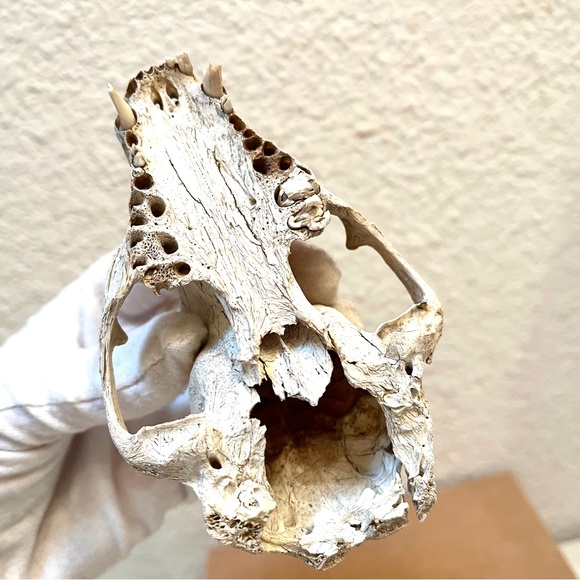 Skull. Small Animal. Found in High Desert. Art Prop or collect. Cool! - Picture 4 of 10